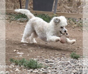 **LOLA - Read Bio Below - Female Shih-Poo Dog for Adoption - Photo #6