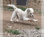 Small #5 Shih-Poo