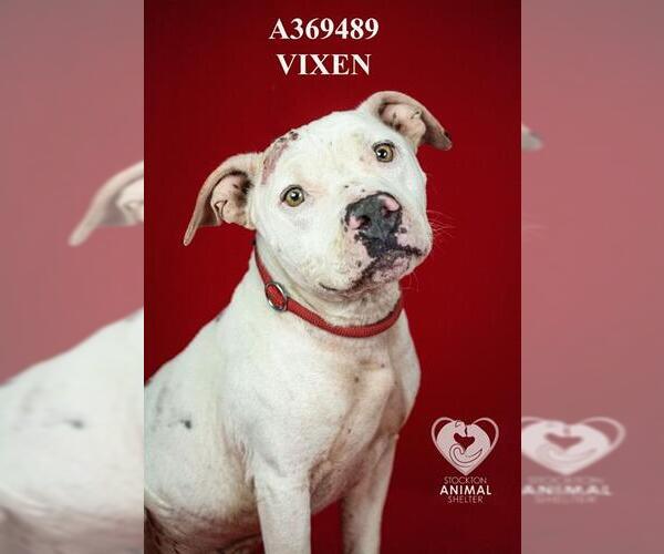 Medium Photo #1 Mutt Puppy For Sale in Stockton, CA, USA