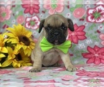 Small Photo #1 French Bulldog Puppy For Sale in RISING SUN, MD, USA