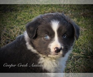 Miniature Australian Shepherd Puppy for sale in SMITHVILLE, AR, USA