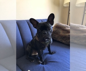 French Bulldog Puppy for sale in BROOKLYN, NY, USA