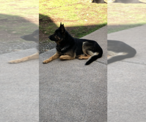 Father of the German Shepherd Dog puppies born on 04/02/2025