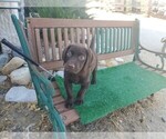 Small Photo #1 Labrador Retriever Puppy For Sale in SANTA CLARITA, CA, USA