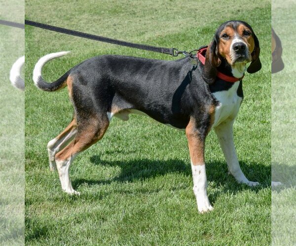Medium Photo #2 Coonhound Puppy For Sale in Huntley, IL, USA