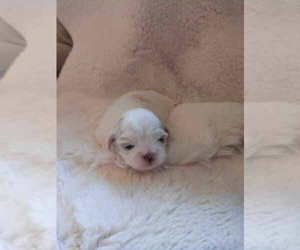 Medium Photo #4 Shih Tzu Puppy For Sale in CANBY, OR, USA