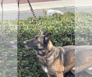 German Shepherd Dog Dogs for adoption in Modesto, CA, USA