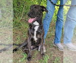 Small #5 Catahoula Leopard Dog-Mountain Cur Mix