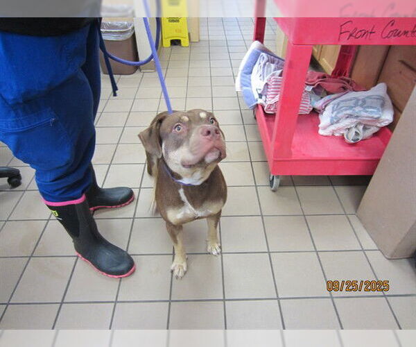 Medium Photo #1 American Pit Bull Terrier Puppy For Sale in Ocala, FL, USA