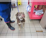 Small American Pit Bull Terrier