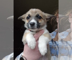 Pembroke Welsh Corgi Puppy for sale in URBANA, IL, USA