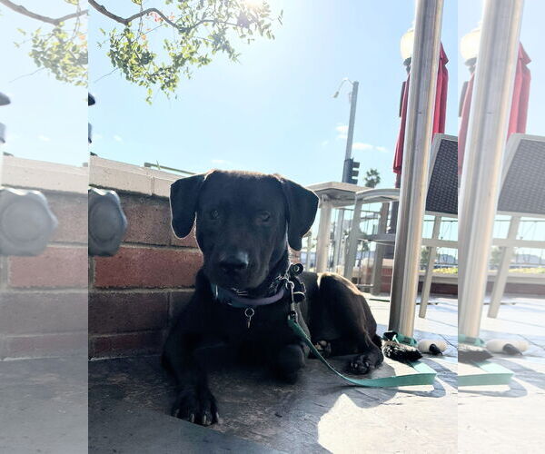 Medium Photo #5 Labrador Retriever-Unknown Mix Puppy For Sale in San Diego, CA, USA