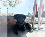 Small Photo #5 Labrador Retriever-Unknown Mix Puppy For Sale in San Diego, CA, USA