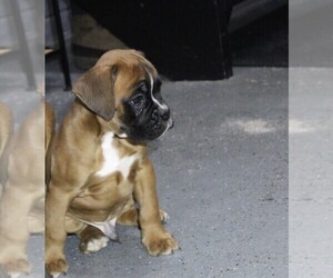 Boxer Puppy for sale in SHIPSHEWANA, IN, USA