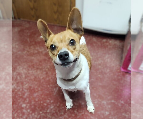 Medium Photo #2 Boston Terrier-Jack Russell Terrier Mix Puppy For Sale in Fargo, ND, USA