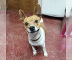 Small #1 Boston Terrier-Jack Russell Terrier Mix