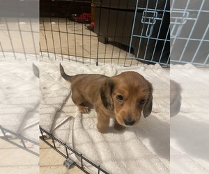 Dachshund Puppy for sale in SANTA FE, NM, USA