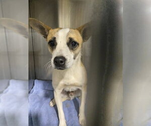 Chihuahua Dogs for adoption in Bakersfield, CA, USA