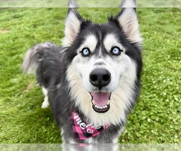 Medium Photo #1 Siberian Husky Puppy For Sale in Pueblo, CO, USA