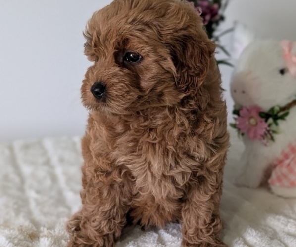Medium Photo #12 Goldendoodle (Miniature) Puppy For Sale in GOSHEN, IN, USA
