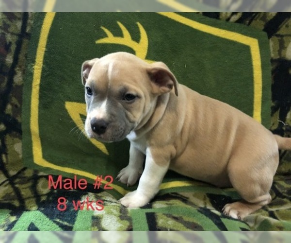 Medium Photo #1 American Bully Puppy For Sale in GOWEN, MI, USA