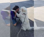 Small #30 Great Pyrenees