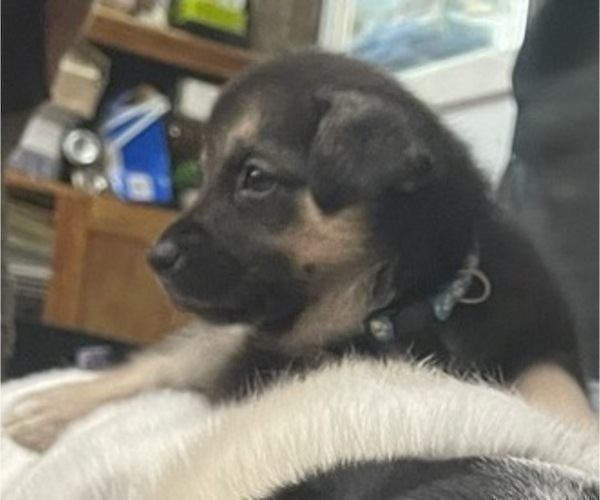 Medium Photo #6 Beagle-Siberian Husky Mix Puppy For Sale in SPRINGFIELD, OR, USA