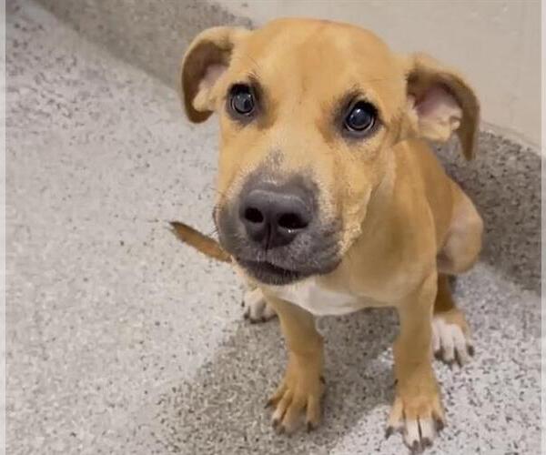 Medium Photo #2 Black Mouth Cur Puppy For Sale in Houston, TX, USA