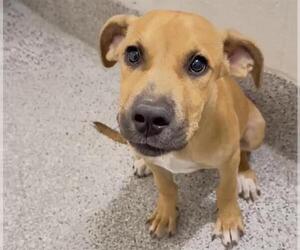 ROLO - Male Black Mouth Cur Dog for Adoption - Photo #2