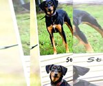 Small #1 Doberman Pinscher-German Shepherd Dog Mix
