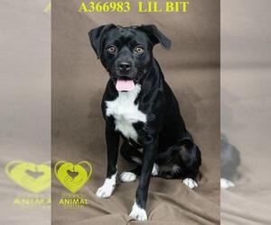 LIL BIT - Male Mutt Dog for Adoption - Photo #2