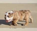 Small Photo #5 Bulldog Puppy For Sale in STEPHENVILLE, TX, USA