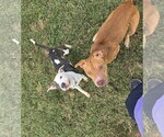 Small Photo #2 Mutt Puppy For Sale in Evansville, IN, USA