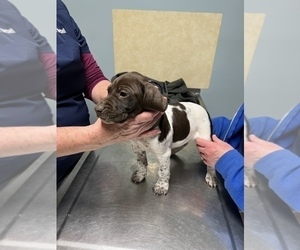 German Shorthaired Pointer Puppy for sale in CLAREMONT, NC, USA