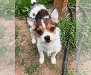 Chihuahua-Unknown Mix Dogs for adoption in MIDWAY, UT, USA