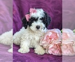 Small Photo #3 Bichpoo-Poodle (Miniature) Mix Puppy For Sale in LINCOLN UNIV, PA, USA