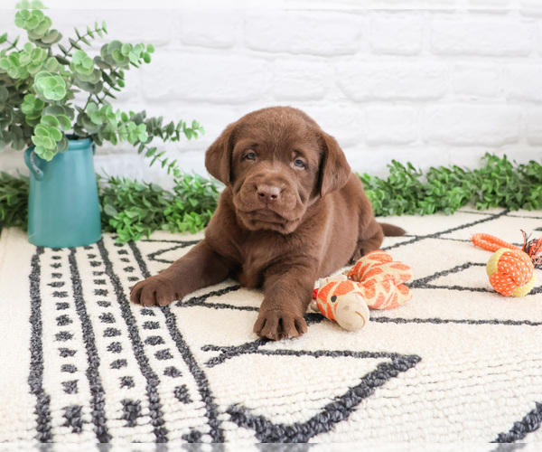 Medium Photo #3 Labrador Retriever Puppy For Sale in SYRACUSE, IN, USA