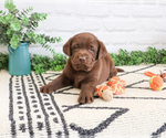 Small #2 Labrador Retriever