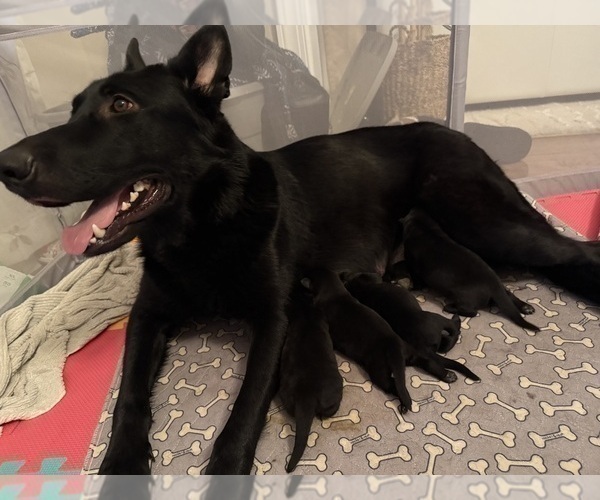 Medium Photo #2 German Shepherd Dog Puppy For Sale in HAMILTON, VA, USA