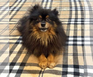 Pomeranian Dogs for adoption in St. Louis Park, MN, USA