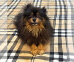Small Pomeranian