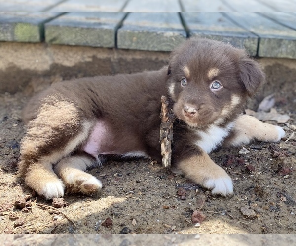 Medium Photo #12 Miniature Australian Shepherd Puppy For Sale in WHITEWATER, MO, USA