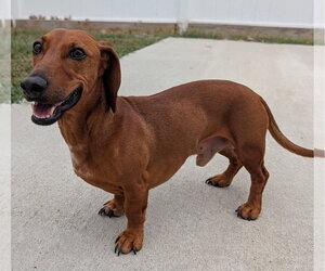 Winston in LA - Male Dachshund Dog for Adoption - Photo #2