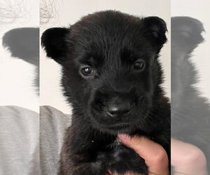 Mutt Dogs for adoption in Lake Forest, CA, USA