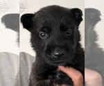Small Mutt