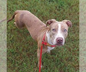 Medium American Staffordshire Terrier