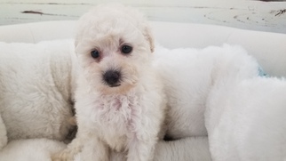 Maltipoo Puppy for sale in LA MIRADA, CA, USA