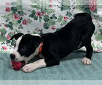 Small #1 American Bulldog Mix