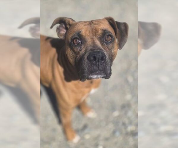 Medium Photo #3 Boxer-Unknown Mix Puppy For Sale in Rockaway, NJ, USA
