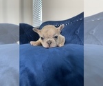 Small Photo #28 French Bulldog Puppy For Sale in FORT LAUDERDALE, FL, USA